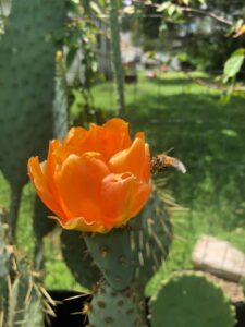 Cactus bloom