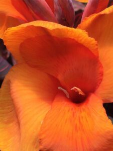 Canna Tropicanna orange bloom
