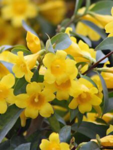 Carolina Jessamine Vine yellow tubular flowers drought tolerant vine