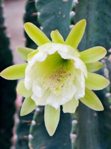 Cereus Peruvianus Night blooming cactus bloom