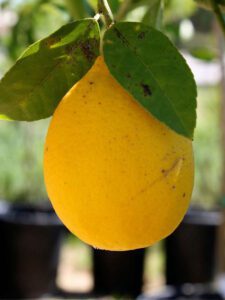 Citrus Meyer Lemon Tree yellow ripe fruit hanging off tree