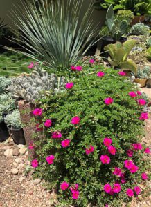 Yucca rostrata with portulaca trailing over side of pot with pink blooms