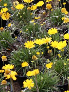 Four Nerve Daisy yellow blooms