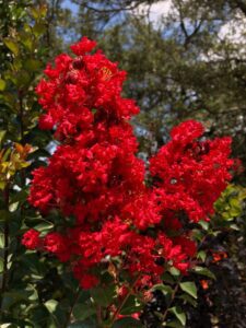 Crape Myrtle Tree with red blooms