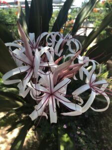 Crinum Lily in bloom in Austin Texas