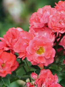 Coral Drift Rose blooms