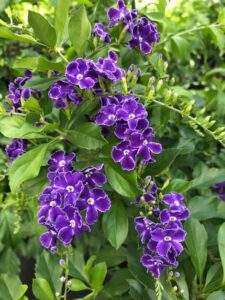 Duranta Sapphire Showers Duranta Sapphire Showers