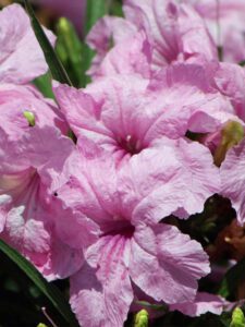 Dwarf Ruellia pink blooms