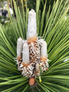 Dwarf Japanese Black Pine