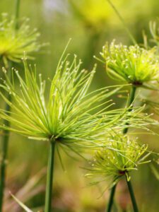 Dwarf Papyrus small foliage clusters