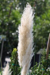 Dwarf Pampas Grass ornamental grass