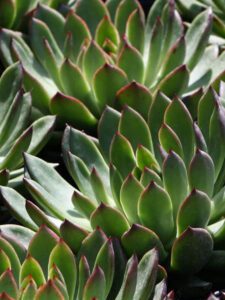 Green Echeveria