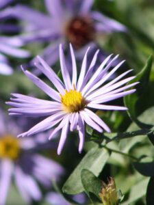 Purple Fall Aster bloom Austin TX
