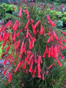 Firecracker Fern red tubular blooms