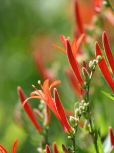 Flame Acanthus Anisacanthus red flower drought tolerant Texas native plant