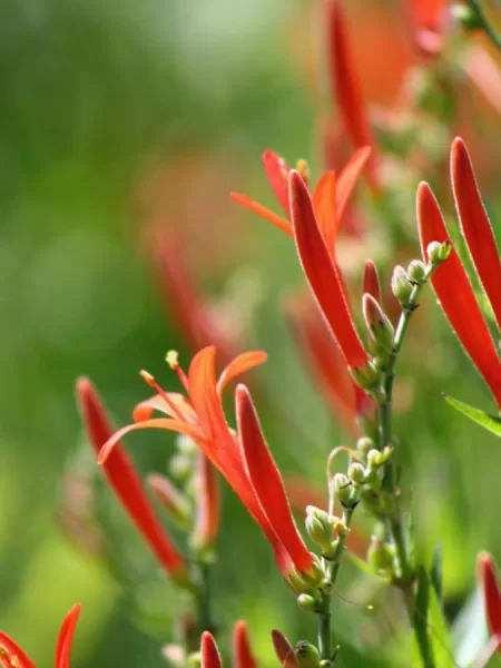 Flame Acanthus Anisacanthus