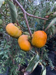 Fuyu Persimmon Tree fruit