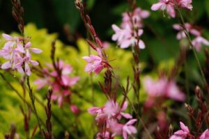Gaura pink flowers, drought tolerant perennial