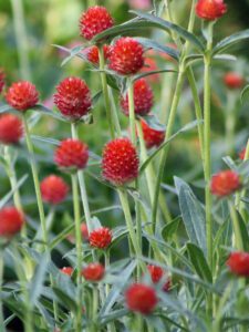 Globe amaranth, Gomphrena