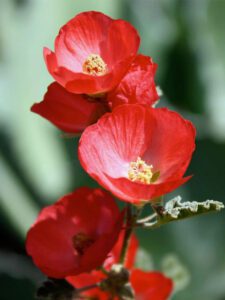 Globe Mallow bloom up close drought tolerant plant