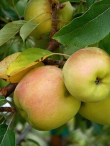 Golden Dorsett Apples on Apple Tree, Central Texas