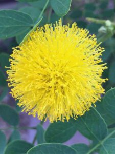 Goldenball Leadtree yellow bloom, a Texas native tree