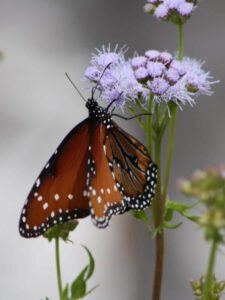 Gregg’s Mistflower