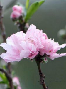 Helen Borcher’ Flowering Peach Tree pink bloom