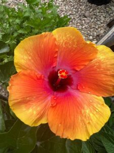 Hibiscus bloom orange and red