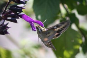 Hummingbird Moth and Purple Salvia bloom