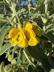 Jerusalem Sage yellow bloom, great drought tolerant plant for Austin Texas