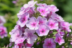Phlox 'John Fanick' bloom clusters