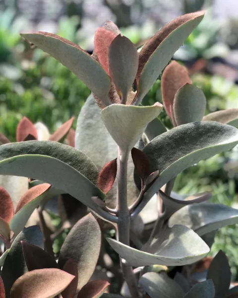 Kalanchoe Copper Spoons Succulent