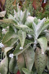 Kalanchoe Donkey Ear Succulent Kalanchoe Donkey Ear Succulent