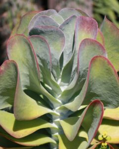 Kalanchoe Paddle Plant Succulent