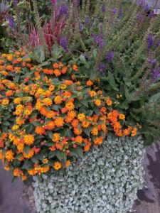 orange and red Lantana blooms, blue Salvia blooms and silver Ponyfoot cascading out of a pot