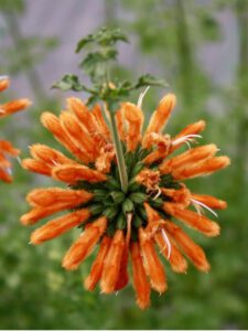 Lions Tail Leonotis ‘Savannah Sunset’ orange flower