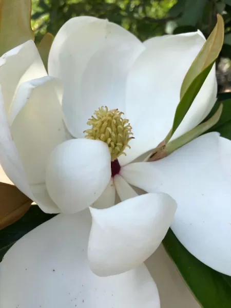 Magnolia Tree bloom
