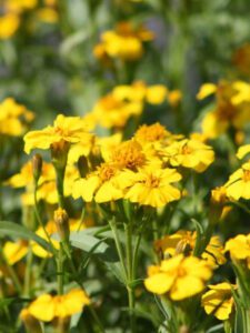 Mexican Mint Marigold yellow blooms drought tolerant and fragrant