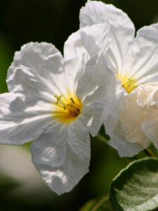 Mexican Olive- Cordia Mexican Olive- Cordia Boissieri