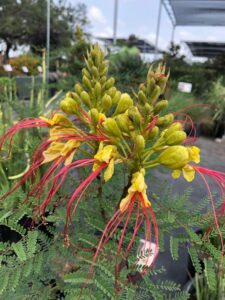 Mexican Bird of Paradise Tree Mexican Bird of Paradise Tree yellow blooms with red stamen