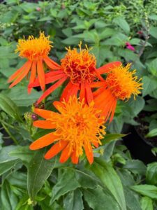 Mexican Flame Vine orange blooms