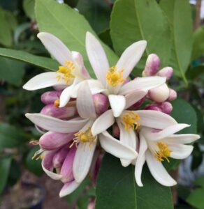 Meyer Lemon Citrus Blooms