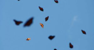 Monarch Butterflies flying in the air