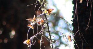 Monarch Butterflies on branches of trees