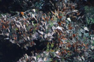 Monarch Butterfly Cluster of butterflies