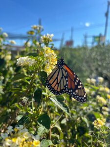 Monarch on yellow and white Lantana  blooms