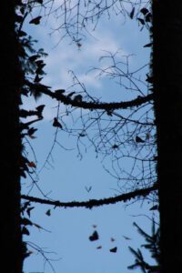 Monarchs covering tree branches