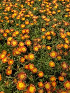 Orange Ice Plant blooms, succulent, flowering plants, groundcover