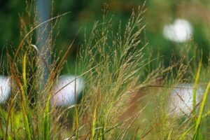 Panicum Northwind, ornamental grass